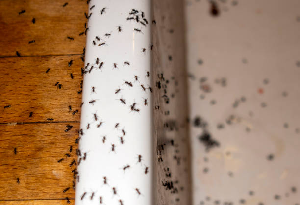 Best Termite Control Services  in Afton, MN