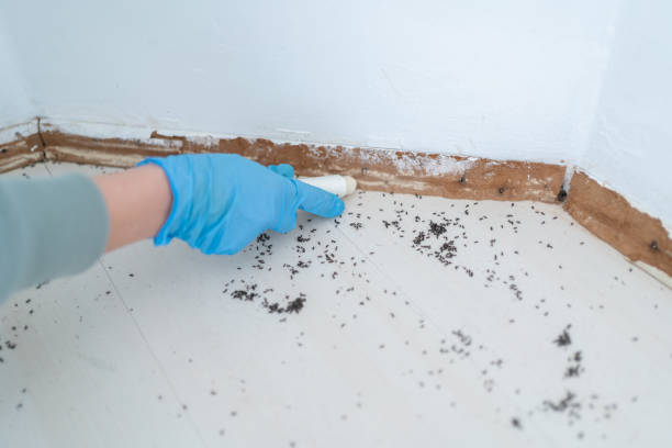 Insect Control in Afton, MN